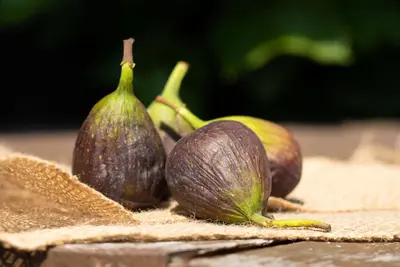Ficus carica - afbeelding 36