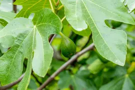 Ficus carica - afbeelding 43