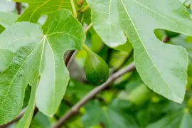 Ficus carica - afbeelding 45