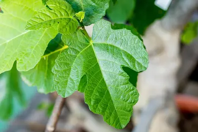 Ficus carica - afbeelding 46