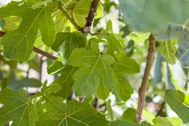 Ficus carica - afbeelding 4