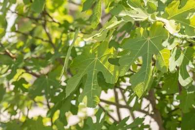 Ficus carica - afbeelding 26