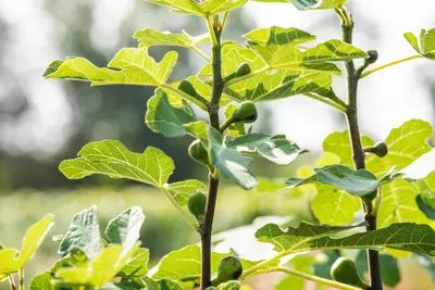 Ficus carica - afbeelding 29