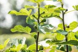 Ficus carica - afbeelding 29