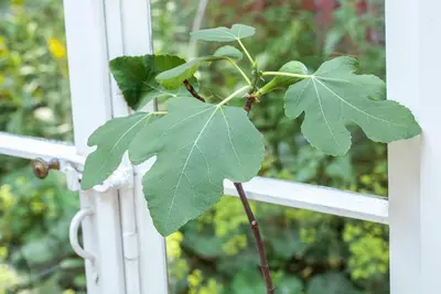 Ficus carica - afbeelding 33