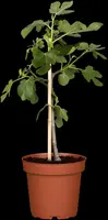 Ficus carica - afbeelding 12