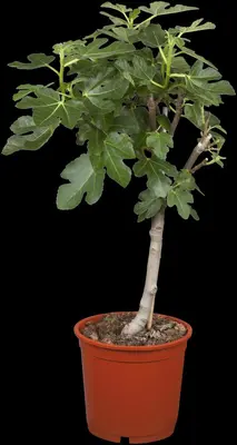 Ficus carica - afbeelding 18