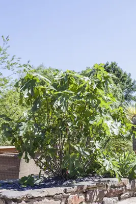 Ficus carica - afbeelding 3