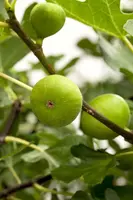 Ficus carica - afbeelding 7