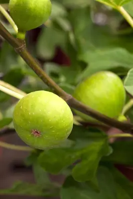 Ficus carica - afbeelding 8