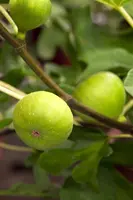 Ficus carica - afbeelding 8