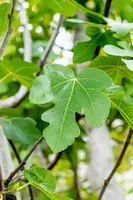 Ficus carica - afbeelding 41