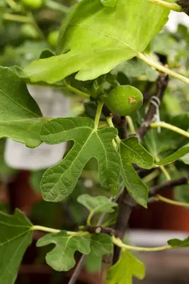 Ficus carica - afbeelding 9