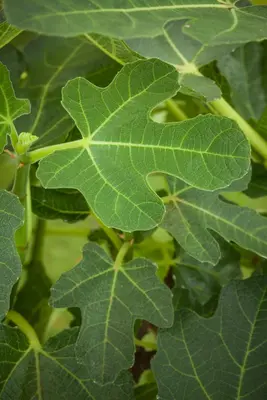 Ficus carica - afbeelding 21