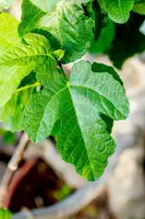 Ficus carica - afbeelding 47