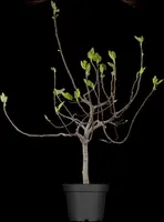 Ficus carica - afbeelding 10
