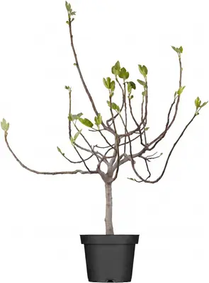 Ficus carica - afbeelding 1