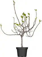 Ficus carica - afbeelding 1