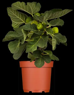 Ficus carica - afbeelding 2