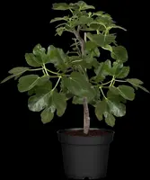 Ficus carica - afbeelding 20