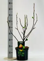 Ficus carica 'Brown Turkey' (Vijg) 60cm - afbeelding 2