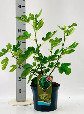 Ficus carica 'Brown Turkey' (Vijg) 60cm - afbeelding 4