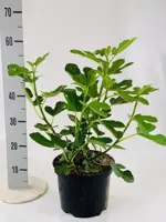 Ficus carica 'Brown Turkey' (Vijg) 60cm - afbeelding 3