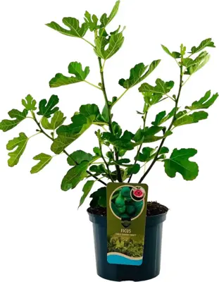 Ficus carica 'Brown Turkey' (Vijg) 60cm - afbeelding 1