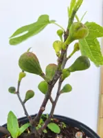 Ficus carica 'Brown Turkey' (Vijg) 60cm - afbeelding 6