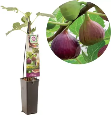 Ficus carica 'Brown Turkey' (Vijg) fruitplant 60cm - afbeelding 1