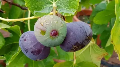 Ficus carica 'Brown Turkey' (Vijg) fruitplant 60cm - afbeelding 4