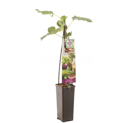 Ficus carica 'Brown Turkey' (Vijg) fruitplant 60cm - afbeelding 2