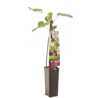 Ficus carica 'Brown Turkey' (Vijg) fruitplant 60cm - afbeelding 2