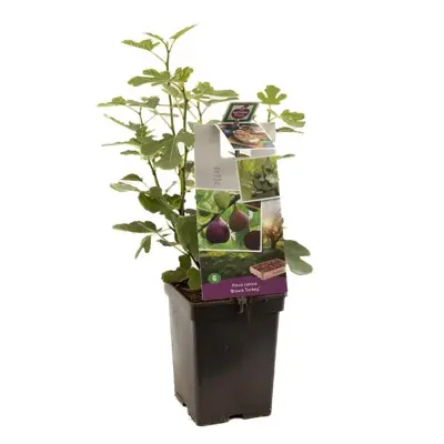 Ficus carica 'Brown Turkey' (Vijg) fruitplant 60cm - afbeelding 1