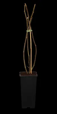 Ficus carica 'Brown Turkey' (Vijgeboom 'Brown Turkey') - afbeelding 1