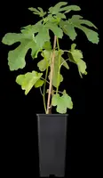 Ficus carica 'Brown Turkey' (Vijgeboom 'Brown Turkey') - afbeelding 2