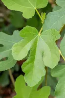Ficus carica 'Brown Turkey' (Vijgeboom 'Brown Turkey') - afbeelding 6