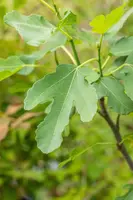 Ficus carica 'Brown Turkey' (Vijgeboom 'Brown Turkey') - afbeelding 8