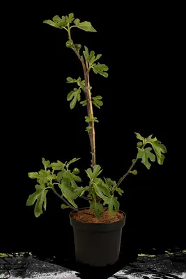 Ficus carica 'Brown Turkey' (Vijgeboom 'Brown Turkey') - afbeelding 9