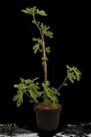 Ficus carica 'Brown Turkey' (Vijgeboom 'Brown Turkey') - afbeelding 9