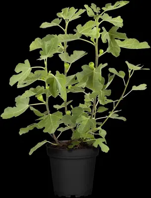 Ficus carica 'Brown Turkey' (Vijgeboom 'Brown Turkey') - afbeelding 4