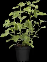 Ficus carica 'Brown Turkey' (Vijgeboom 'Brown Turkey') - afbeelding 4