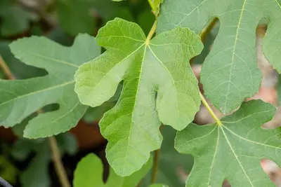 Ficus carica 'Brown Turkey' (Vijgeboom 'Brown Turkey') - afbeelding 5