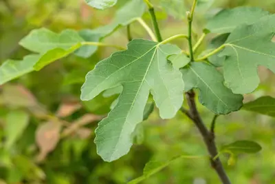 Ficus carica 'Brown Turkey' (Vijgeboom 'Brown Turkey') - afbeelding 7