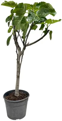 Ficus carica p26 h120cm - afbeelding 1