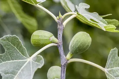 Ficus carica (Vijg) 130-140cm - afbeelding 15
