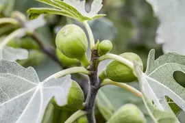 Ficus carica (Vijg) 130-140cm - afbeelding 16