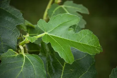 Ficus carica (Vijg) 130-140cm - afbeelding 23