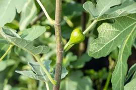 Ficus carica (Vijg) 130-140cm - afbeelding 31