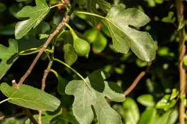 Ficus carica (Vijg) 130-140cm - afbeelding 35